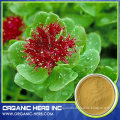 Rhodiola rose extract